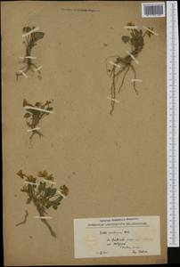 Viola ambigua Waldst. & Kit., Western Europe (EUR) (North Macedonia)