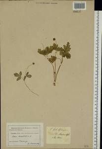 Adoxa moschatellina L., Eastern Europe, North Ukrainian region (E11) (Ukraine)