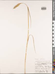 Triticum aestivum L., Eastern Europe, Central region (E4) (Russia)