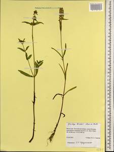 Stachys riederi Cham., Mongolia (MONG) (Mongolia)