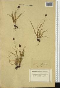 Carex foetida All., Western Europe (EUR) (Switzerland)