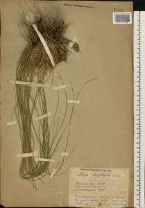 Stipa dasyphylla (Lindem.) Czern. ex Trautv., Eastern Europe, Eastern region (E10) (Russia)