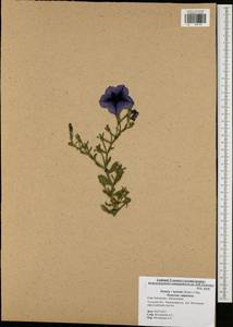 Petunia ×atkinsiana D. Don ex Loudon, Eastern Europe, Central region (E4) (Russia)