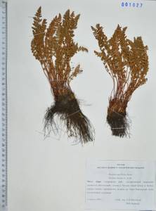 Woodsia ilvensis (L.) R.Br., Siberia, Russian Far East (S6) (Russia)