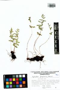 Cystopteris fragilis (L.) Bernh., Siberia, Baikal & Transbaikal region (S4) (Russia)