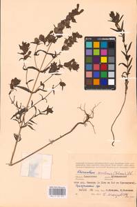 MHA 0 162 079, Rhinanthus serotinus var. vernalis (N. W. Zinger) Janch., Eastern Europe, Western region (E3) (Russia)