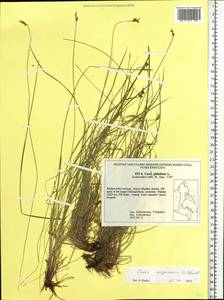 Carex amgunensis F.Schmidt, Siberia, Russian Far East (S6) (Russia)