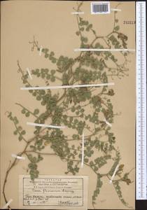 Cicer flexuosum Lipsky, Middle Asia, Western Tian Shan & Karatau (M3) (Kazakhstan)