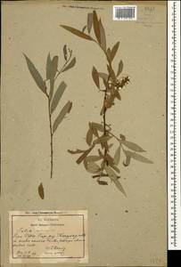 Salix excelsa J. F. Gmel., Caucasus, Georgia (K4) (Georgia)