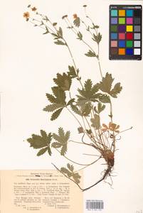 Potentilla thuringiaca Bernh. ex Link, Eastern Europe, Moscow region (E4a) (Russia)