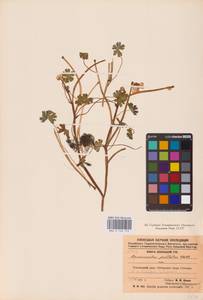 Ranunculus aquatilis L., Eastern Europe, Northern region (E1) (Russia)