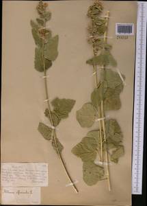 Althaea officinalis L., Middle Asia, Muyunkumy, Balkhash & Betpak-Dala (M9) (Kazakhstan)