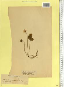 Oxalis acetosella L., Eastern Europe, Belarus (E3a) (Belarus)