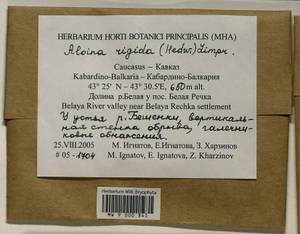 Aloina rigida (Hedw.) Limpr., Bryophytes, Bryophytes - North Caucasus & Ciscaucasia (B12) (Russia)
