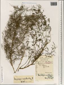 Asparagus neglectus Kar. & Kir., South Asia, South Asia (Asia outside ex-Soviet states and Mongolia) (ASIA) (China)