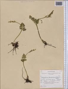 Botrychium lanceolatum (S. G. Gmel.) Ångstr., America (AMER) (United States)