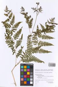 Pteridium aquilinum (L.) Kuhn, Eastern Europe, Western region (E3) (Russia)