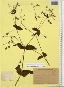 Dichodon davuricum (Fisch. ex Spreng.) Á. Löve & D. Löve, Caucasus, Krasnodar Krai & Adygea (K1a) (Russia)
