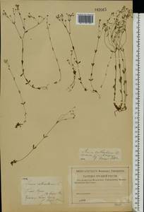 Linum catharticum L., Eastern Europe, Central forest-and-steppe region (E6) (Russia)