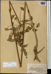 Heracleum pastinacifolium K.Koch, Caucasus, Armenia (K5) (Armenia)