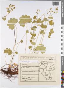 Alchemilla oligantha Juz., Eastern Europe, Eastern region (E10) (Russia)