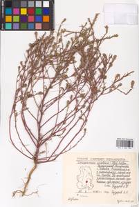 Corispermum squarrosum L., Eastern Europe, Volga-Kama region (E7) (Russia)