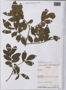 Trichilia catigua A. Juss., America (AMER) (Paraguay)