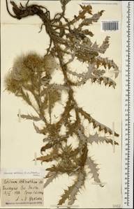 Cirsium echinus (M. Bieb.) Sch. Bip., Caucasus, Stavropol Krai, Karachay-Cherkessia & Kabardino-Balkaria (K1b) (Russia)