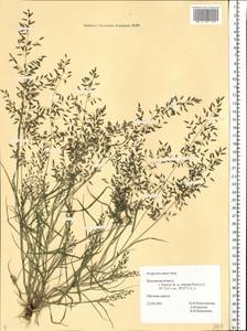 Eragrostis minor Host, Eastern Europe, Central region (E4) (Russia)