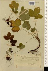 Potentilla micrantha Ramond ex DC., Caucasus, Azerbaijan (K6) (Azerbaijan)