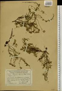 Thymus altaicus Klokov & Des.-Shost., Siberia, Altai & Sayany Mountains (S2) (Russia)
