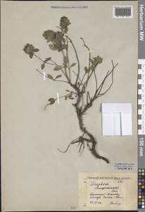 Ziziphora clinopodioides Lam., Middle Asia, Western Tian Shan & Karatau (M3) (Kazakhstan)