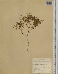 Mesostemma dichotomum (L.) Arabi, Rabeler & Zarre, Siberia, Altai & Sayany Mountains (S2) (Russia)