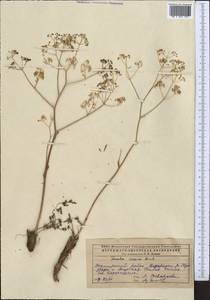 Ferula caspica M.Bieb., Middle Asia, Caspian Ustyurt & Northern Aralia (M8) (Kazakhstan)