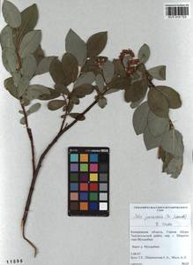 Salix jenisseensis (Fr. Schmidt) B. Floder., Siberia, Altai & Sayany Mountains (S2) (Russia)