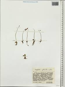 Pinguicula spathulata Ledeb., Siberia, Russian Far East (S6) (Russia)