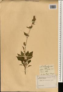 Celosia virgata Jacq., South Asia, South Asia (Asia outside ex-Soviet states and Mongolia) (ASIA) (Russia)