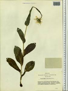 Doronicum altaicum Pall., Siberia, Altai & Sayany Mountains (S2) (Russia)