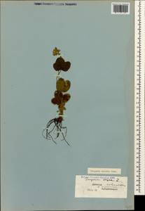 Fragaria viridis Duchesne, Caucasus, Dagestan (K2) (Russia)