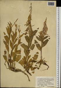 Macropodium nivale (Pall.) W.T. Aiton, Siberia, Altai & Sayany Mountains (S2) (Russia)