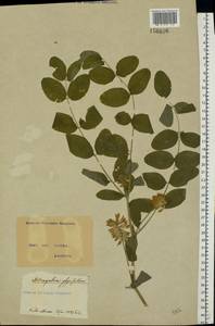 Astragalus glycyphyllos L., Eastern Europe, North Ukrainian region (E11) (Ukraine)