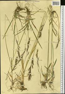 Poaceae, Siberia, Yakutia (S5) (Russia)