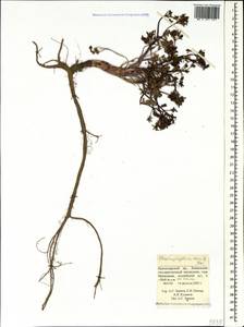 Chaerophyllum humile M. Bieb., Caucasus, Krasnodar Krai & Adygea (K1a) (Russia)