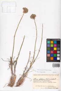Allium cretaceum, Middle Asia, Caspian Ustyurt & Northern Aralia (M8) (Kazakhstan)
