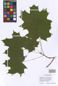 Acer platanoides L., Eastern Europe, Middle Volga region (E8) (Russia)