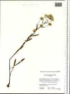 Erigeron politus Fr., Siberia, Baikal & Transbaikal region (S4) (Russia)