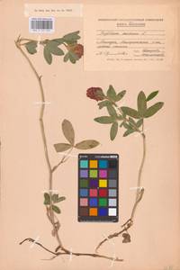 Trifolium medium L., Eastern Europe, Moldova (E13a) (Moldova)