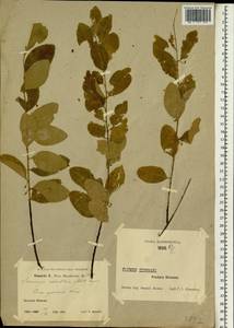 Flueggea suffruticosa (Pall.) Baill., South Asia, South Asia (Asia outside ex-Soviet states and Mongolia) (ASIA) (China)