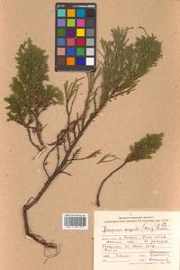 Juniperus chinensis var. sargentii A.Henry, Siberia, Russian Far East (S6) (Russia)