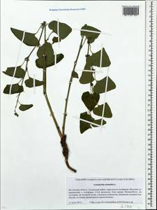 Aristolochia clematitis L., Eastern Europe, Moscow region (E4a) (Russia)